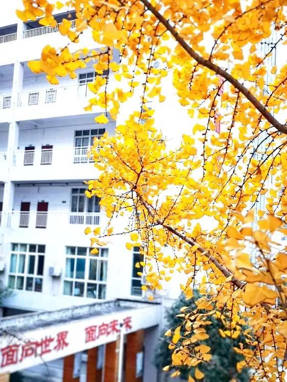 新都一中實驗學(xué)校(新都一中實驗學(xué)校老師名單)