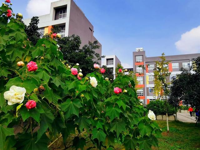 新都一中實驗學(xué)校(新都一中實驗學(xué)校老師名單)